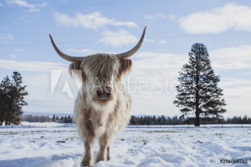 Picture of Cow In Snow